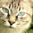 bonersaurus-sex avatar