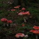 bones--in-the-woods avatar