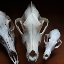 bones-n-brews avatar