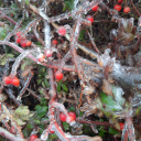 bones-singing-through-the-firs avatar