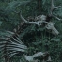 bonesandmoonlight avatar