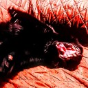 bonesandthingsgoboom avatar