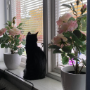 bonesbooksbelladonna avatar