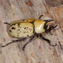 bonesbugsandballads avatar