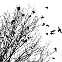 boneslikebirds avatar