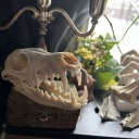 bonesmcgeepocalypse avatar