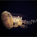 bong-rips-n-coffee avatar