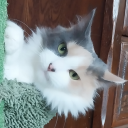 bongos-binted avatar