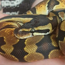 bongotheballpython avatar