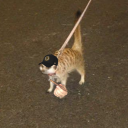 bongwater-baby avatar