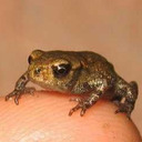 bonne-grenouille avatar