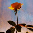 bonnie-kate-rose avatar