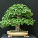 bonsai-mapletree avatar