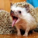 bonsaismuggler avatar