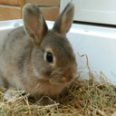 bony-the-bunny-blog avatar