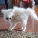 bonyearedassfish avatar