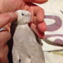 boobirdofderpiness avatar