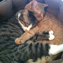 boobooandrondo avatar