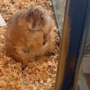 boogiewoogieboo avatar