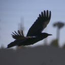 booglygooglycrow avatar