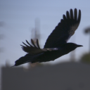 booglygooglycrowvents avatar