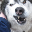 boogying-with-stu avatar