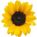 book-flower-star avatar