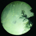 book-of-askele avatar