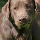 book-progress avatar