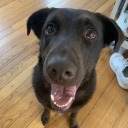 bookaddictkatie avatar