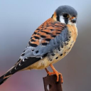 bookandyarndragonwrites avatar