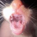 bookiebonnieboo avatar