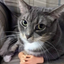 bookish-nerd88 avatar