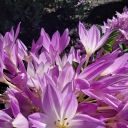 bookishmayhem avatar