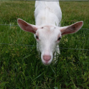 bookkeeperamanda avatar