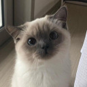 bookofaweirdpeach avatar