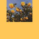 bookoftenderthoughts avatar