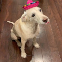 bookqueen1212 avatar