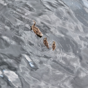 books-coffee-and-unicorns avatar