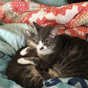 booksandcatsandlesbians avatar