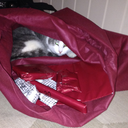 booksandfelines avatar