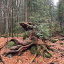 bookscoffeeandblankets avatar