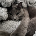 bookshelf-crier avatar