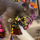 bookshelfaspirations avatar