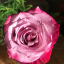 bookworm1414art avatar