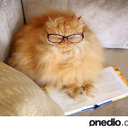 bookwormkitty avatar