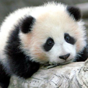 boomboompanda avatar