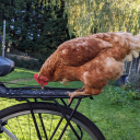 boomers-feathers avatar