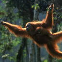 boomorangutan avatar