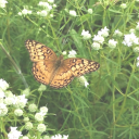 boosthefaerie avatar